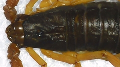 Centruroides margaritatus