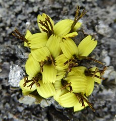 Soroseris pumila