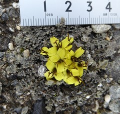 Soroseris pumila