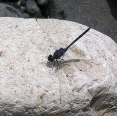 Trithemis dejouxi