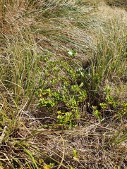Veronica treadwellii