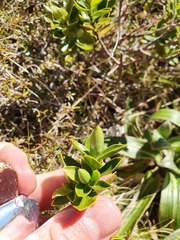 Veronica treadwellii