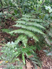 Alsophila latebrosa