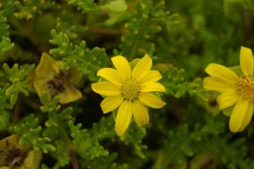 Image of Lecocarpus pinnatifidus by no rights reserved