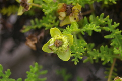 Lecocarpus pinnatifidus