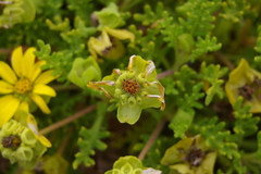 Lecocarpus pinnatifidus