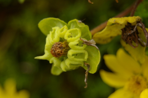 Image of Lecocarpus pinnatifidus by no rights reserved