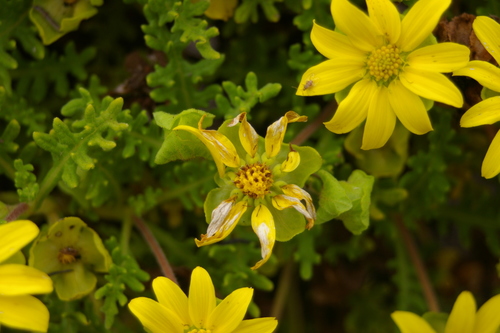 Image of Lecocarpus pinnatifidus by no rights reserved