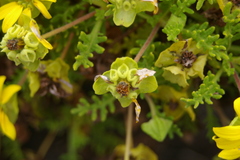 Lecocarpus pinnatifidus