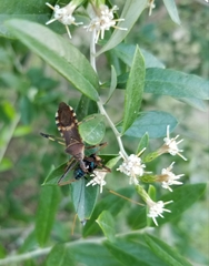 Zelus janus