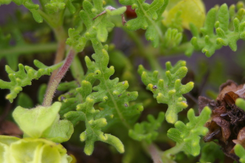 Image of Lecocarpus pinnatifidus by no rights reserved