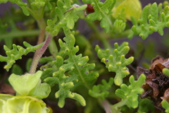 Lecocarpus pinnatifidus