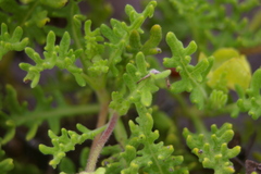 Lecocarpus pinnatifidus