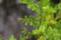 Lecocarpus pinnatifidus