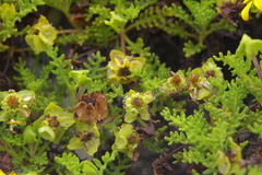 Lecocarpus pinnatifidus