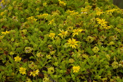 Lecocarpus pinnatifidus