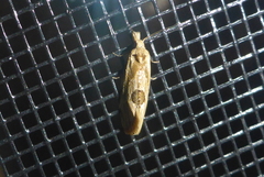 Aethes angustana