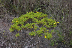 Lecocarpus pinnatifidus