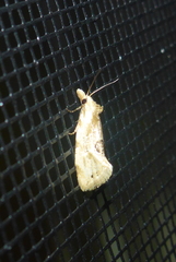 Aethes angustana