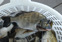 Acanthopagrus schlegelii