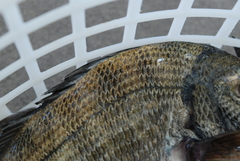 Acanthopagrus schlegelii