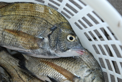 Acanthopagrus schlegelii