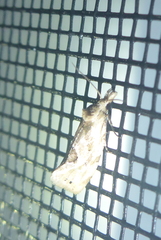 Aethes angustana