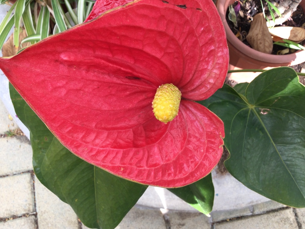 Anthurium