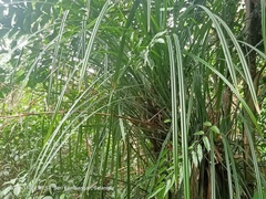 Pandanus piniformis