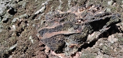 Basidiomycota