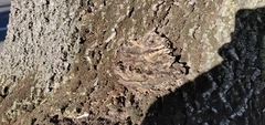 Basidiomycota
