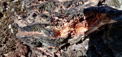 Basidiomycota