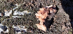 Basidiomycota