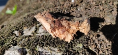 Basidiomycota