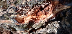Basidiomycota