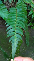 Polystichum lepidocaulon