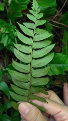 Polystichum lepidocaulon