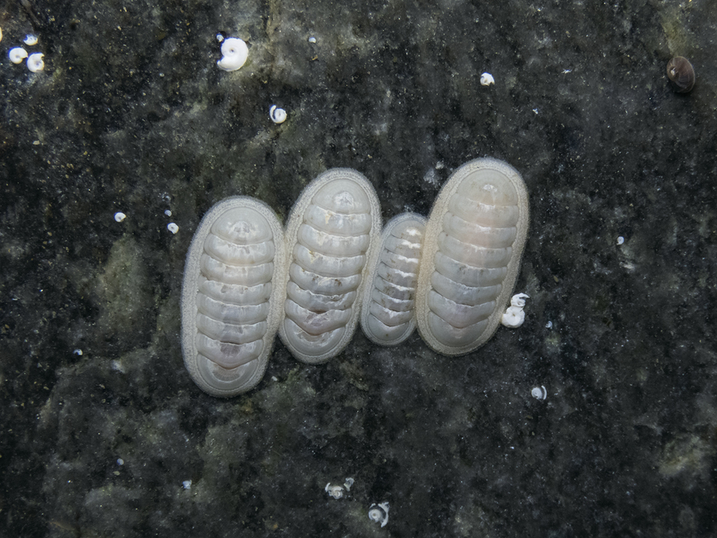 Ischnochiton stramineus