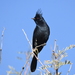 Phainopepla nitens - Photo (c) Christopher Lindsey, μερικά δικαιώματα διατηρούνται (CC BY-NC), uploaded by Christopher Lindsey