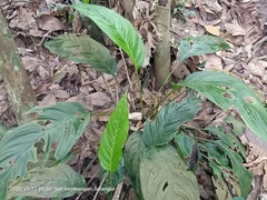 Tacca integrifolia