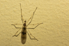 Chioneinae