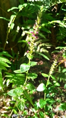 Veronicastrum loshanense