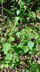 Veronicastrum loshanense