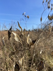 Asclepias incarnata incarnata