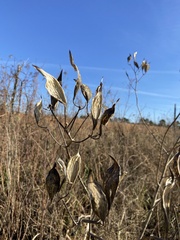 Asclepias incarnata incarnata
