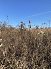 Asclepias incarnata incarnata