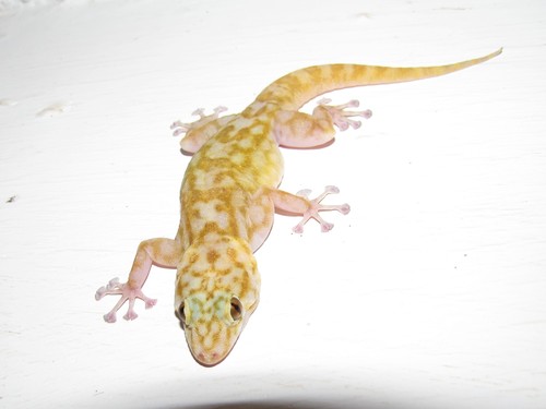Ragazzi’s Fan-footed gecko, Ptyodactylus ragazzii
