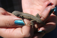 Sceloporus bicanthalis