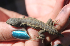 Sceloporus bicanthalis