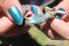 Sceloporus bicanthalis